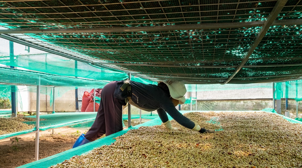 susenie kavovych zrn 2